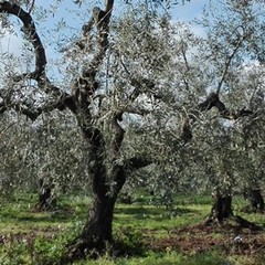 Maltempo, Coldiretti: "Strage di ulivi per il freddo"