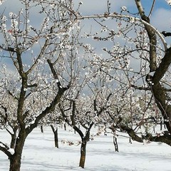 Danni per il gelo in agricoltura