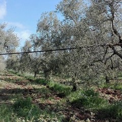 Maltempo, Coldiretti: "Strage di ulivi per il freddo"