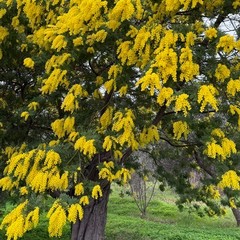 Maltempo e mimose in fiore