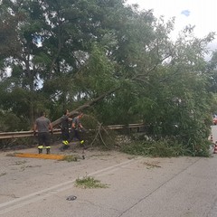 Tragedia sfiorata ad Andria: alianto si schianta sulla provinciale 231