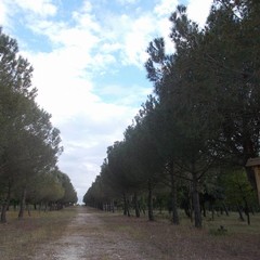 Monte Vitolo