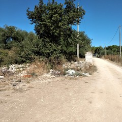Dal boschetto di Santa Barbara alle rade querce di contrada San Nicola