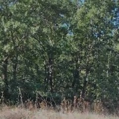 Dal boschetto di Santa Barbara alle rade querce di contrada San Nicola