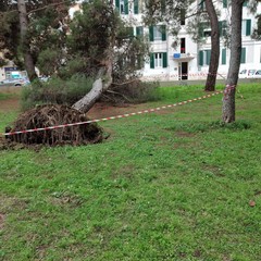 albero caduto nella villa comunale