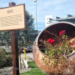 Alla scoperta dei Tenerelli Mucci ®️, una storia di dolcezza legata al Carnevale
