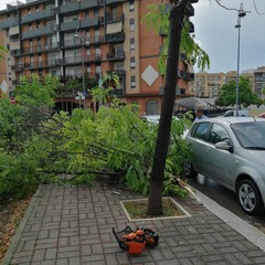 Maltempo: alberi abbattuti nella zona INPS e via Montegrappa