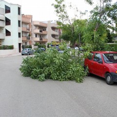 maltempo alberi abbattuti
