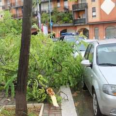 Maltempo: alberi abbattuti nella zona INPS e via Montegrappa