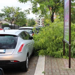 maltempo alberi abbattuti