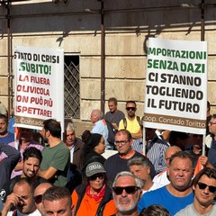 Orgoglio Olivicolo