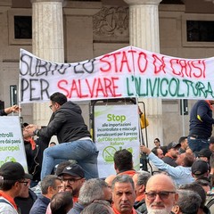 Orgoglio Olivicolo
