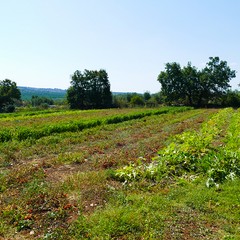 Estate insieme alla Masseria San Vittore