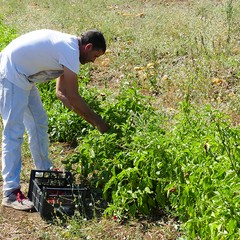 Il pranzo di “San Riccardo”