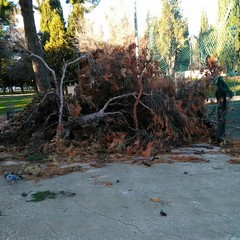 alberi abbattuti