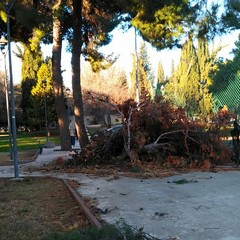 alberi abbattuti