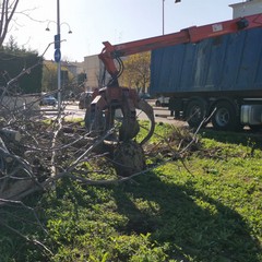 Un bosco urbano in memoria di Enza Angrisano