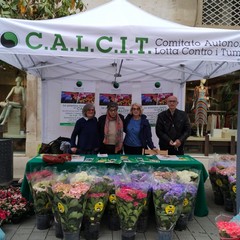 piantine della solidariet andria