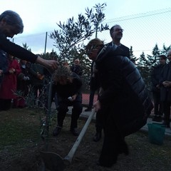 Piantumazione Albero