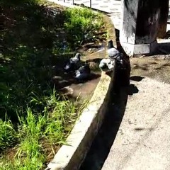 Piccolo allagamento di una aiuola del giardino di piazza Unità d’Italia