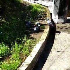 Piccolo allagamento di una aiuola del giardino di piazza Unità d’Italia