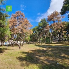 La pineta della Villa comunale rischia di scomparire