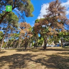 La pineta della Villa comunale rischia di scomparire