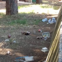 Ripulita la pineta della villa comunale: ma fino a quando sarà rispettata?