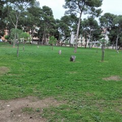 pini giovani messi a dimora e numerosi tronchi tagliati