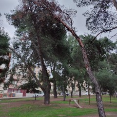 pino morto in pineta
