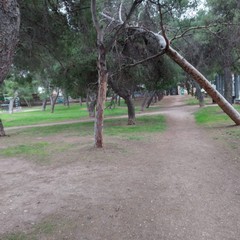 pini secchi in pineta