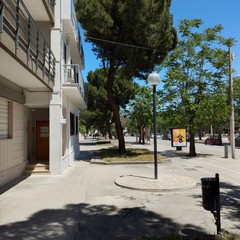 Pino invadente il terrazzo