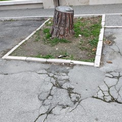 pino tagliato e asfalto dissestato