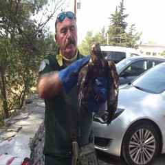 Poiana Comune JPG