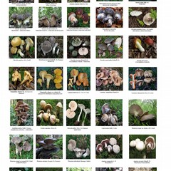 Corso per raccoglitori di funghi