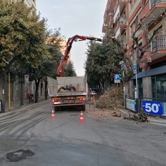 potatura dei lecci su viale Roma
