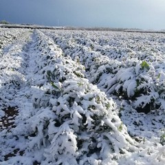 gelate in agricoltura