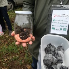 puglianatura maggio tartufo