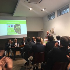 Tra xylella e gelate: quale futuro per l'olivicoltura pugliese