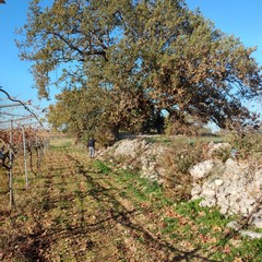 roverelle secolari dell'agro di Andria