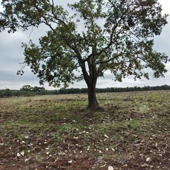 Rischio di abbattimento per delle querce in contrada Cariati