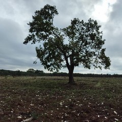 Rischio di abbattimento per delle querce in contrada Cariati
