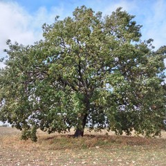 Rischio di abbattimento per delle querce in contrada Cariati