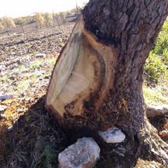 Quercia