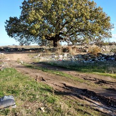 roverelle secolari dell'agro di Andria