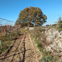 roverelle secolari dell'agro di Andria