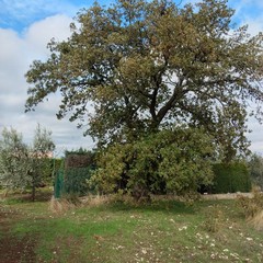 Rischio di abbattimento per delle querce in contrada Cariati
