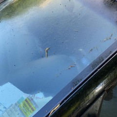 Tigli di via Sofia: auto e balconi impregnati di resina