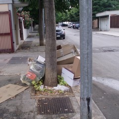 tigli di via Sofia