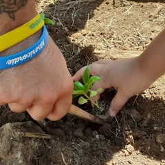 ripiantiamo da qui campo estivo misericordia andria x